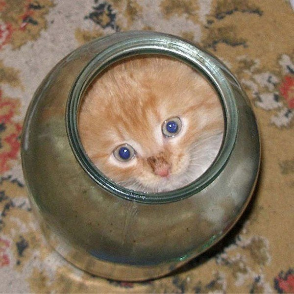 Жидкие коты ^_^