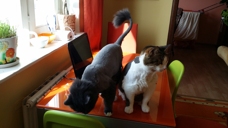 Коты стриженные обсохшие