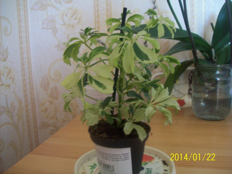 Покажемся.