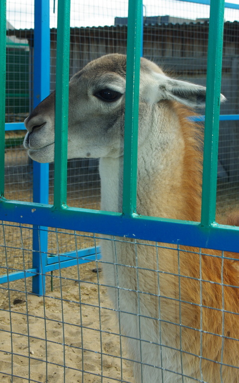 Зоопарк ГОРКИ)