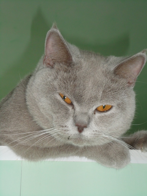 Мой котэ!!!