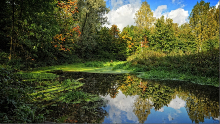 Фото природы