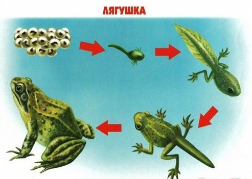 Отчет о ТЗ "Головастики спешат превратиться в лягушат".