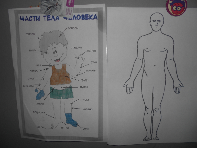 ТД"Части тела"