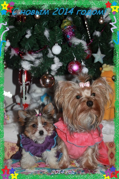 С новым 2014 годом!