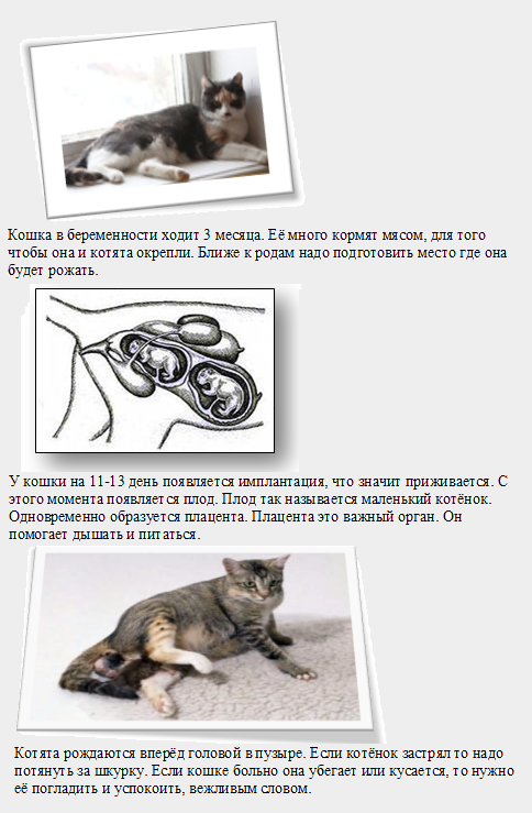 Кошки