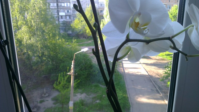 Цветонос на цветоносе сразу?