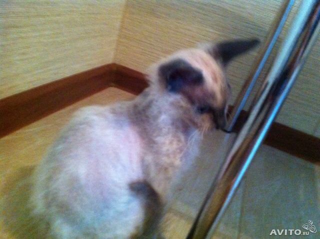Ох уж эти коты)