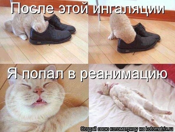 О кошках и не только...
