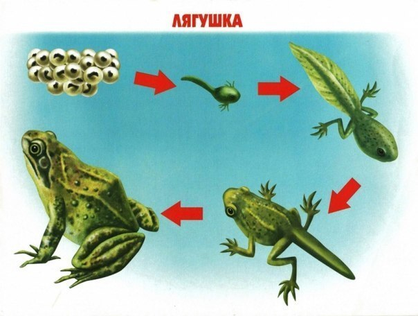 КАК РАСТЕТ ЖИВОЕ