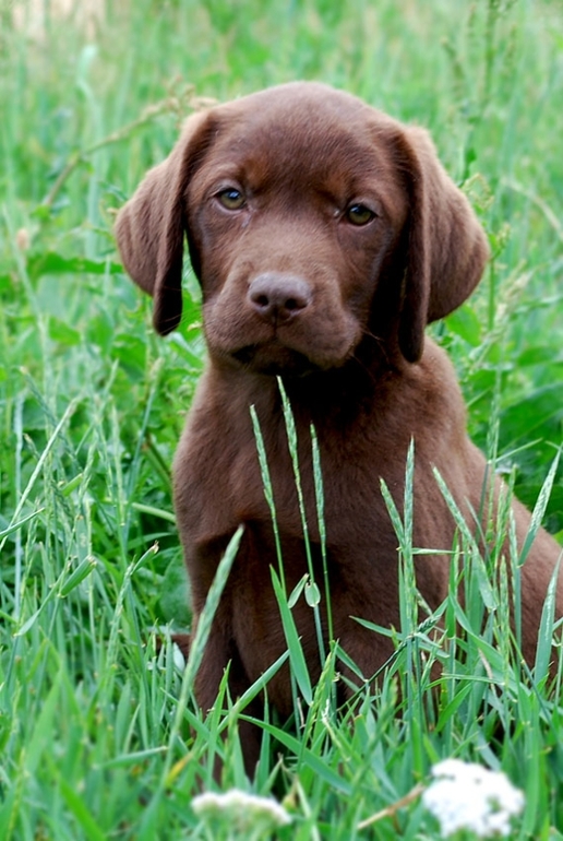 Щенки лабрадора и золотистого ретривера