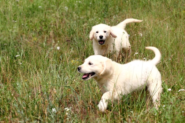 Щенки лабрадора и золотистого ретривера