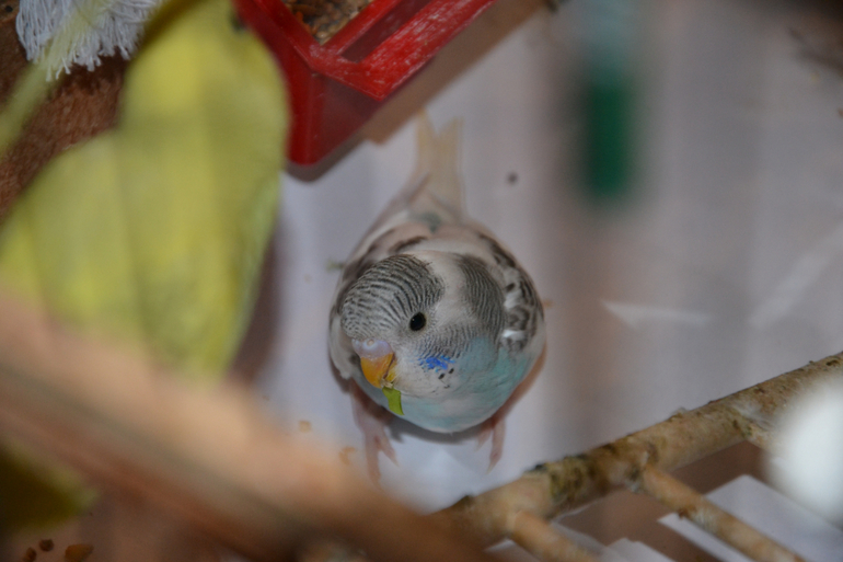 Птенцы волнистых попугайчиков