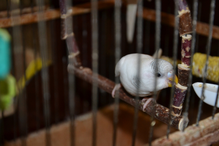 Птенцы волнистых попугайчиков