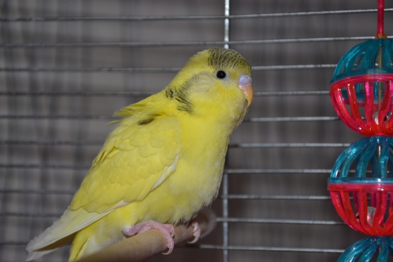 Птенчики (осталось трое, но и те скоро переедут в новый дом)