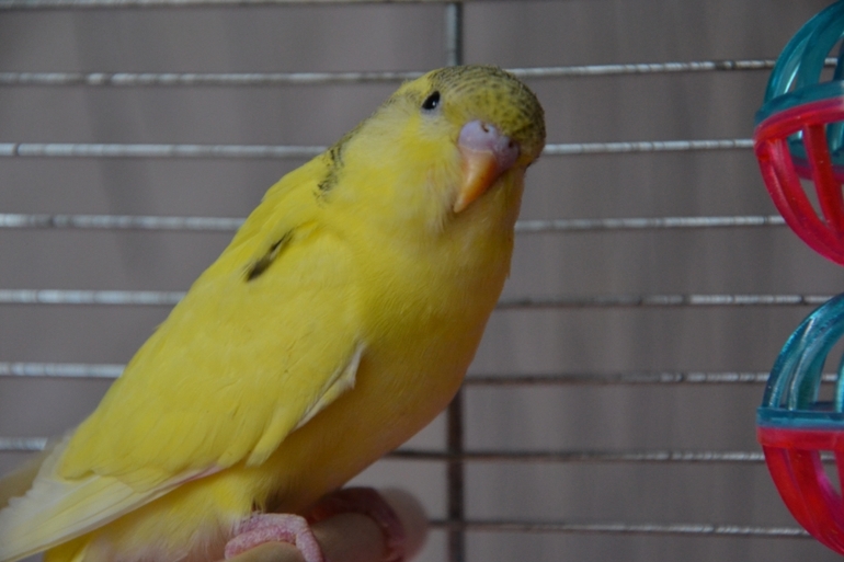 Птенчики (осталось трое, но и те скоро переедут в новый дом)