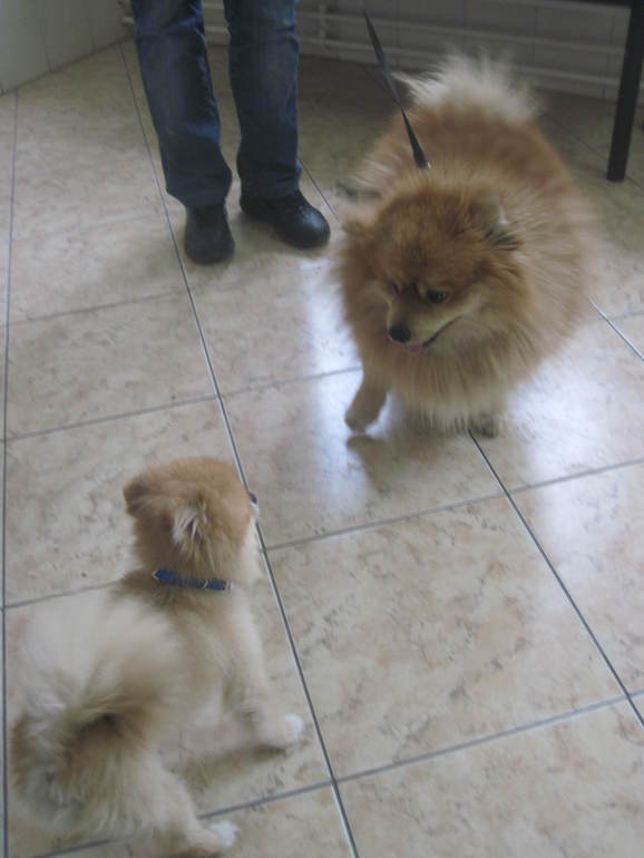 Коллеги по породе