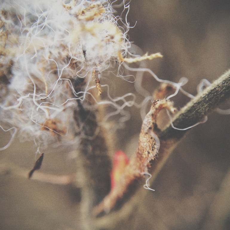 Телефонофотострасть