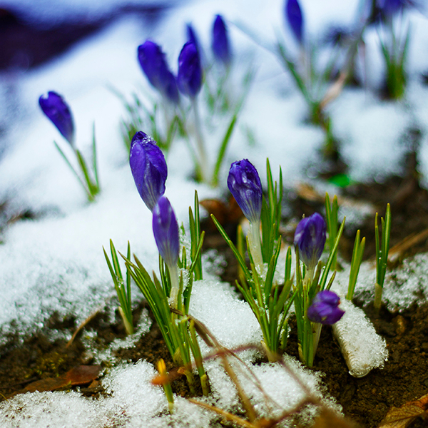 Голосование на новую аватарку