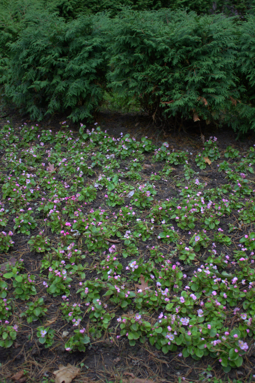 Минск. Осень 2013 г