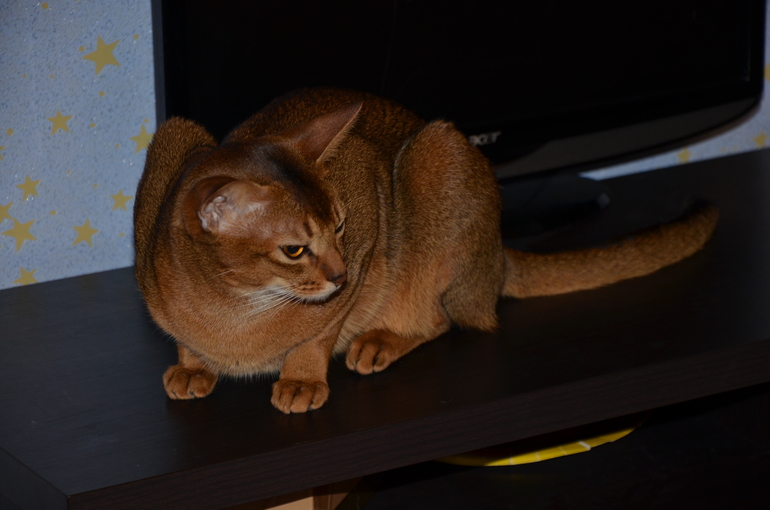 Мне не увидеть документов на кота?