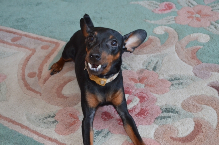 Наш подросший цверг Сэм!