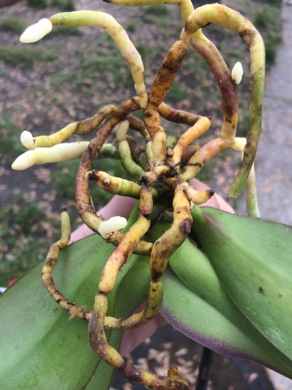 У меня сегодня праздник))