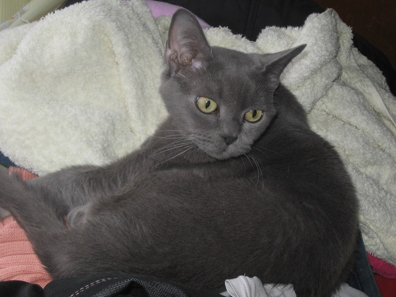 Мой сумасшедший дом.