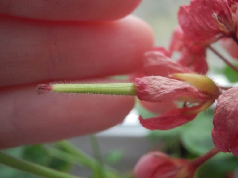 Зеленые жители