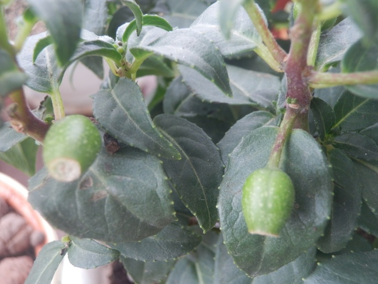 Зеленые жители