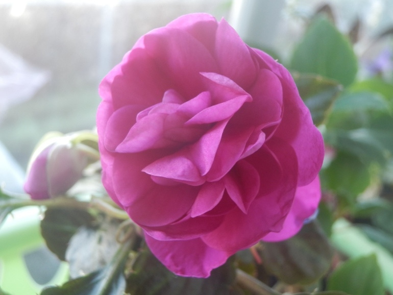 Зеленые жители