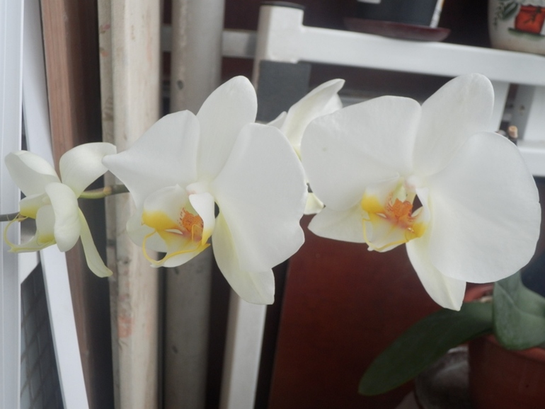 Зеленые жители