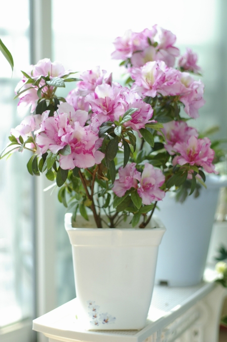 Аватар сообщества!