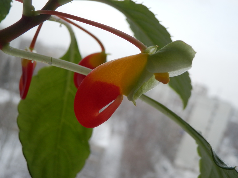 У нас зимой попугаи и львы а у Вас?)