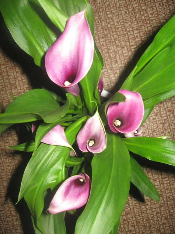 Аватар сообщества!