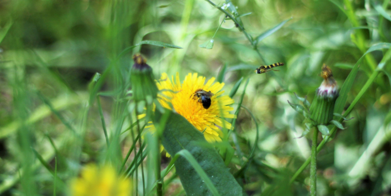 Насекомушки