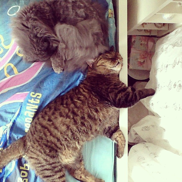 Мои коты-Макс и Матрос :)