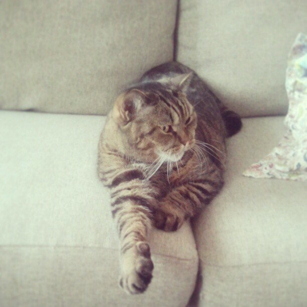 Мои коты-Макс и Матрос :)