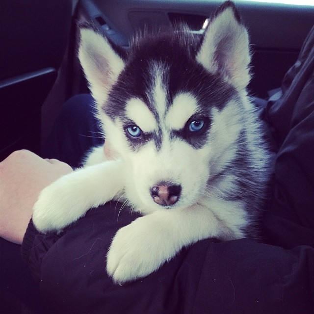 Новый житель в нашем доме- Мару!)