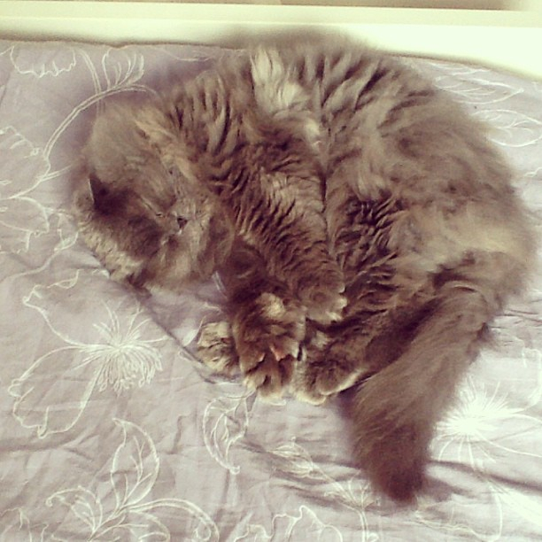 Мои коты-Макс и Матрос :)