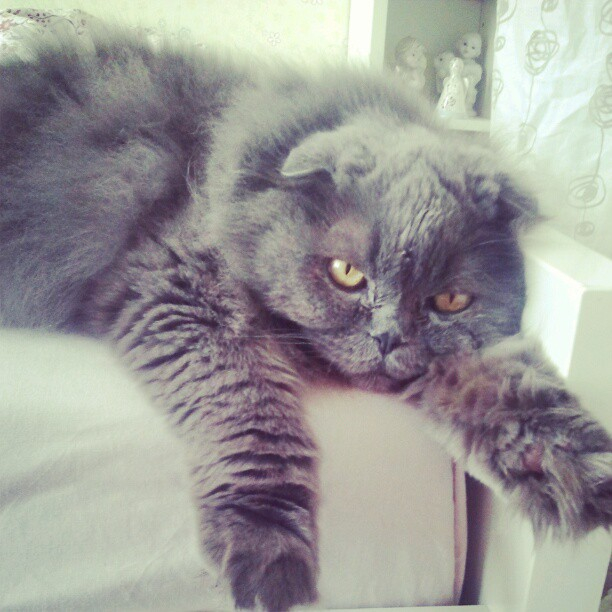 Мои коты-Макс и Матрос :)