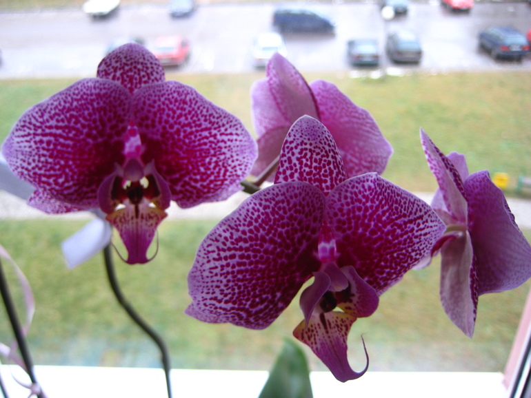А кто сказал, что орхидеи не пахнут?