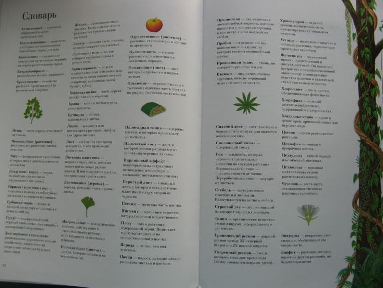 Большая книга о лесах и деревьях