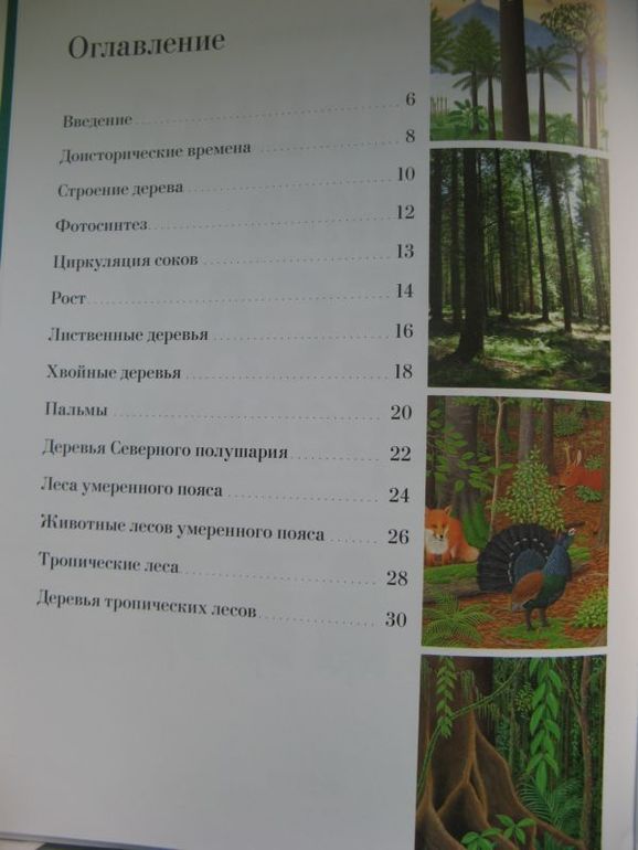 Большая книга о лесах и деревьях