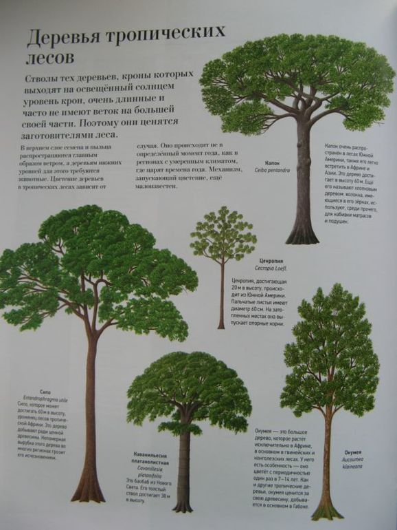 Большая книга о лесах и деревьях