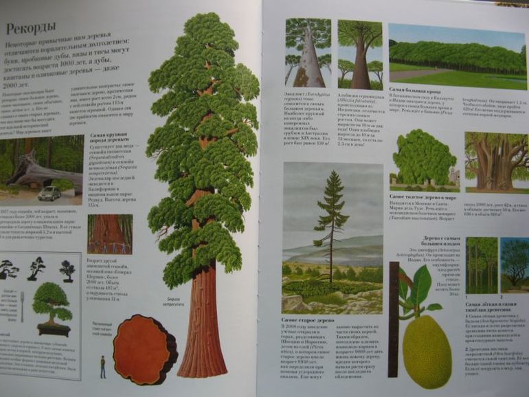 Большая книга о лесах и деревьях