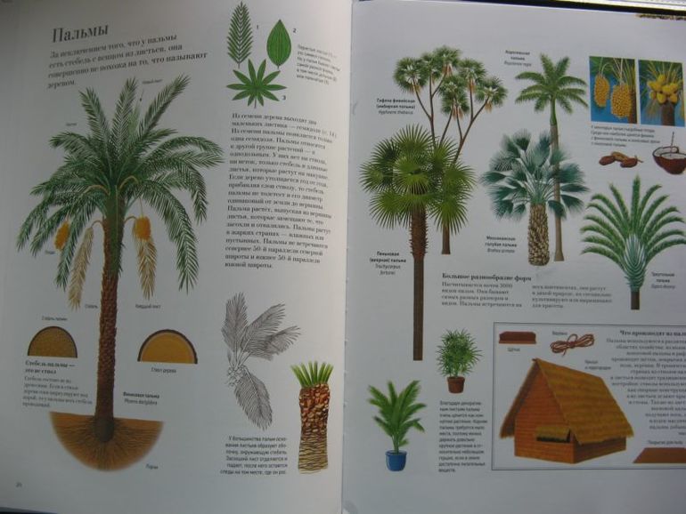 Большая книга о лесах и деревьях