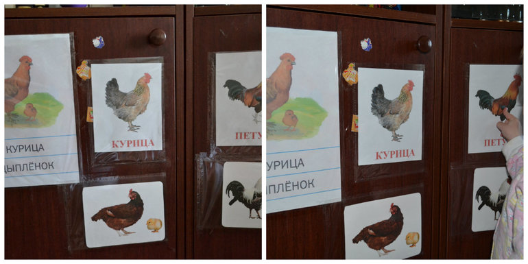 ТЗ Курица, петух, цыпленок