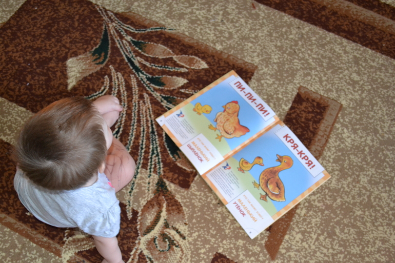 ТЗ Курица, петух, цыпленок