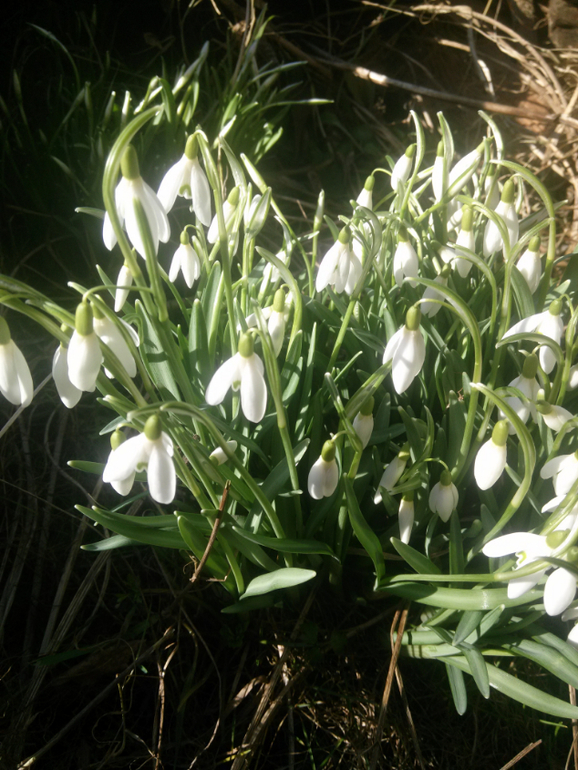 Подснежники
